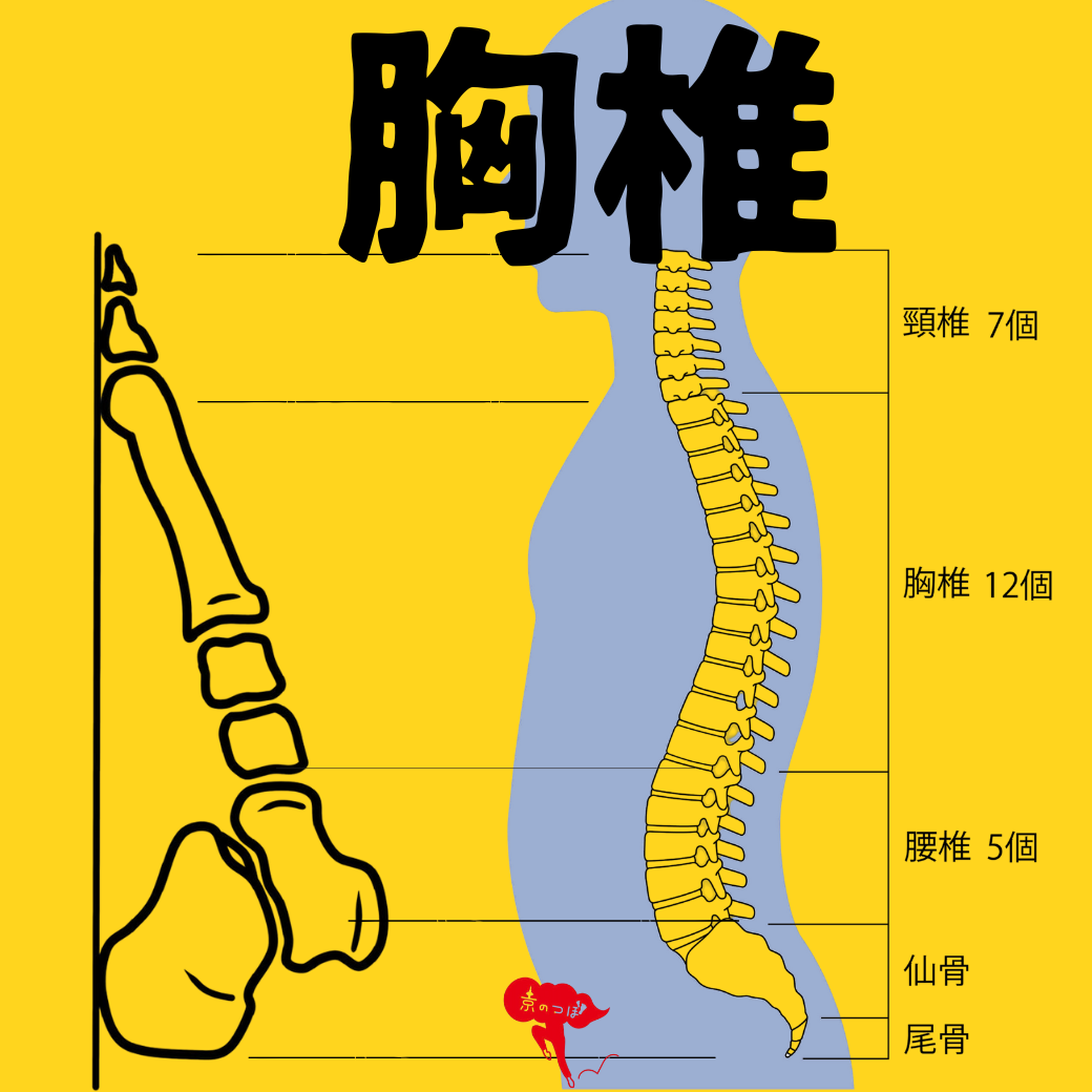 胸椎の足つぼ反射区とは？場所・不調との関係・セルフケアのコツを解説