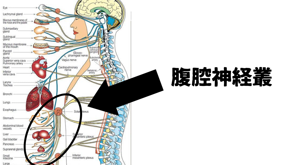 【足つぼ】腹腔神経叢とは?ストレス・自律神経・胃腸トラブルを整える反射区の秘密|たになか式足つぼ