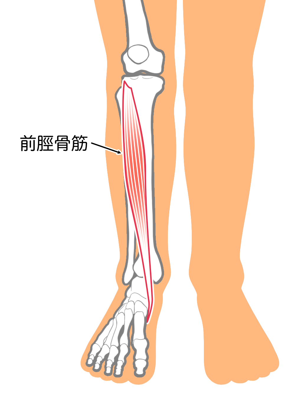荷重の違いが前脛骨筋および腓腹筋の筋活動に及ぼす影響 – 前脛骨筋 荷重位置 – NQFHW