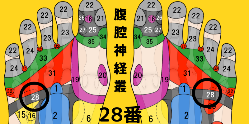 足裏 ツボ 図太陽神経, 太陽神経叢 ツボ 痛い – ITWL