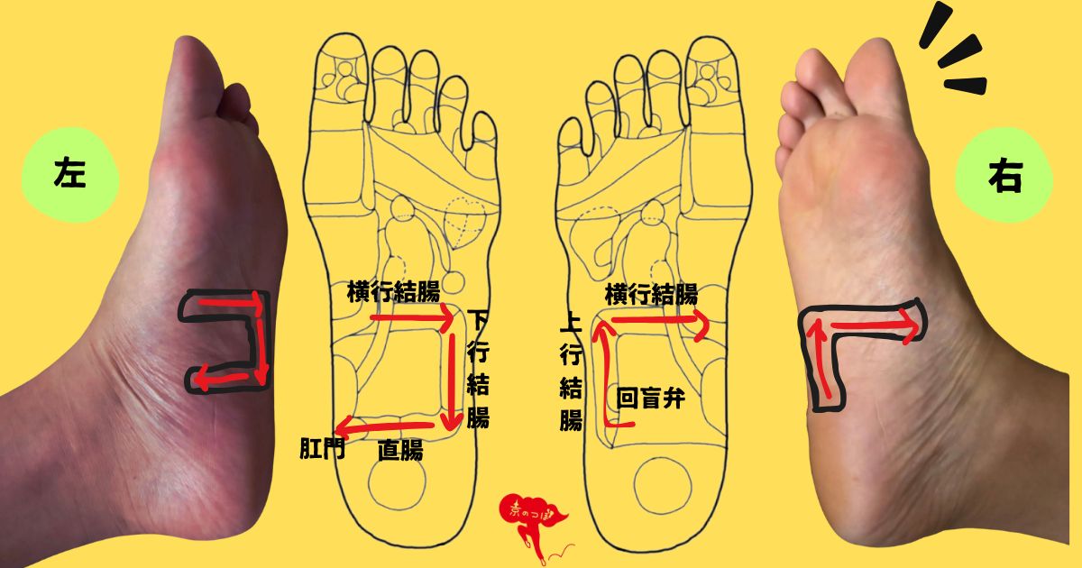 足つぼで腸活】大腸の反射区まとめ｜便通・デトックス・巡りを整える足