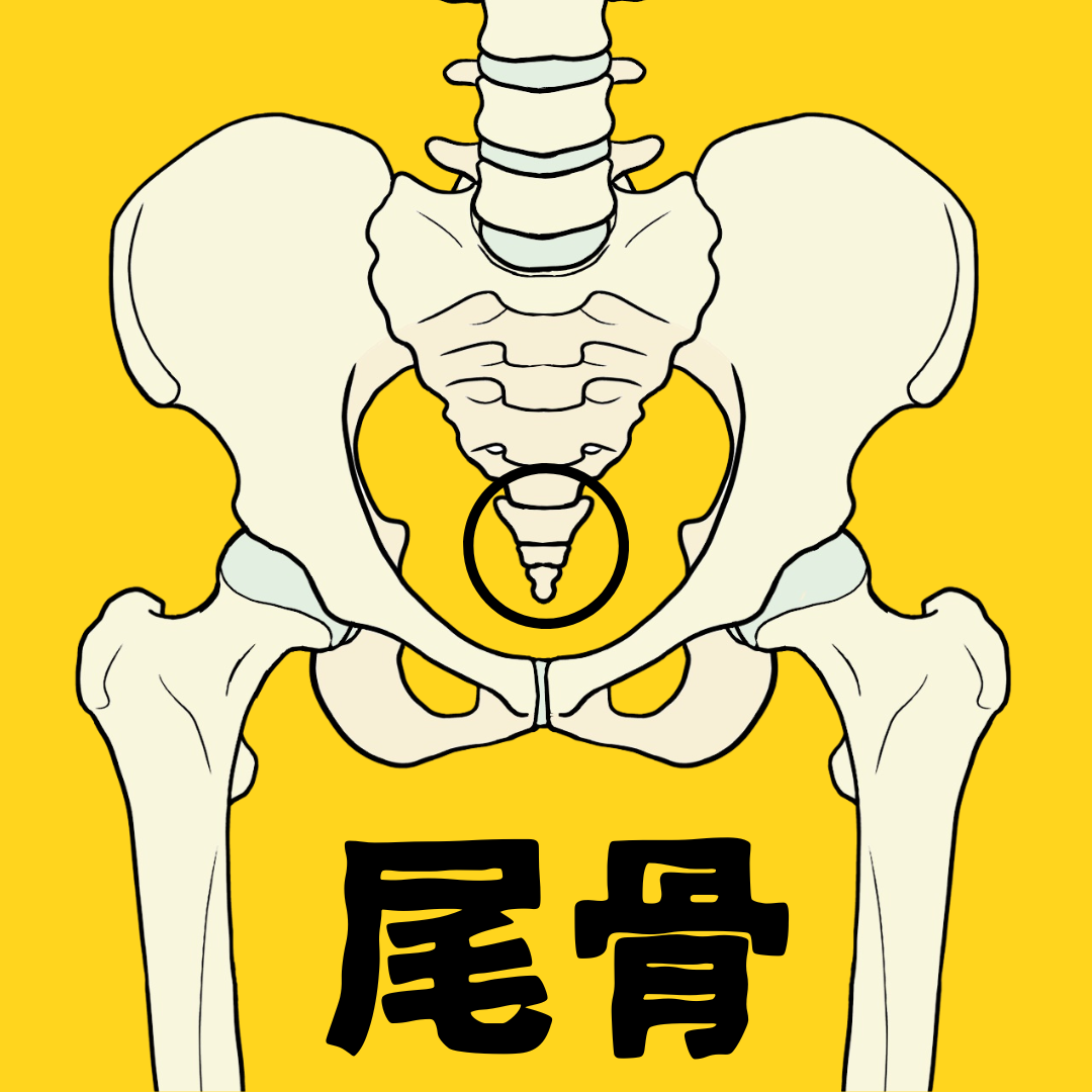 尾骨の反射区｜姿勢と骨盤を支える足つぼポイント